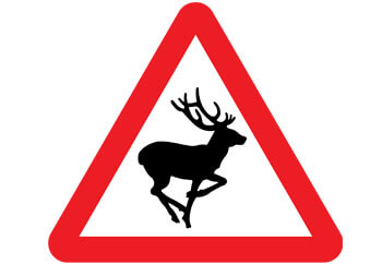 deer crossing rutting season